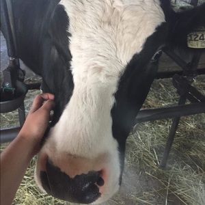 Meet your Posher, Melodie